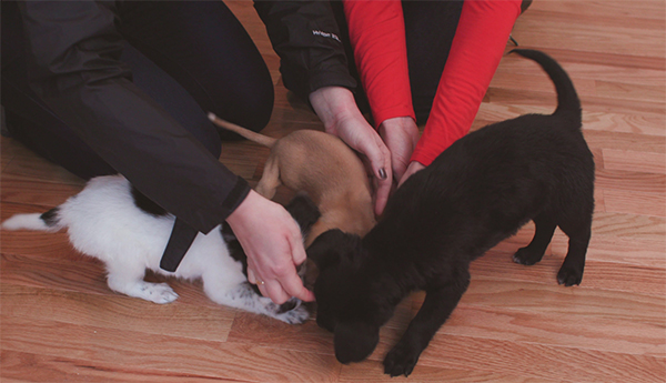 puppies playing together