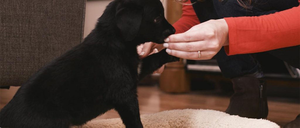 puppy training with treats