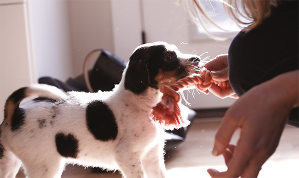 puppy playing with rope toy