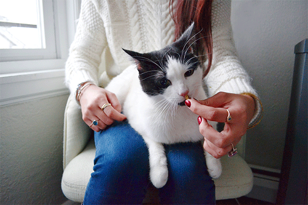 woman giving cat treat