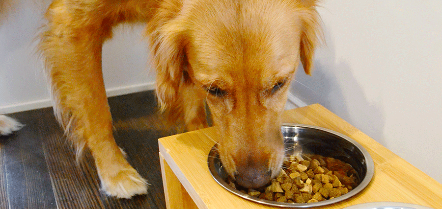 How to Feed Your Dog a Healthy High Protein Diet | Wellness Pet Food Japan