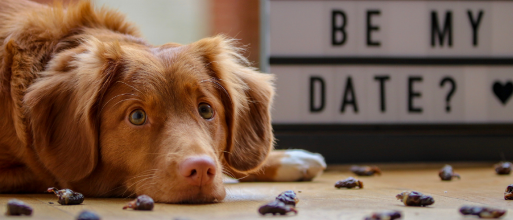 dog on floor