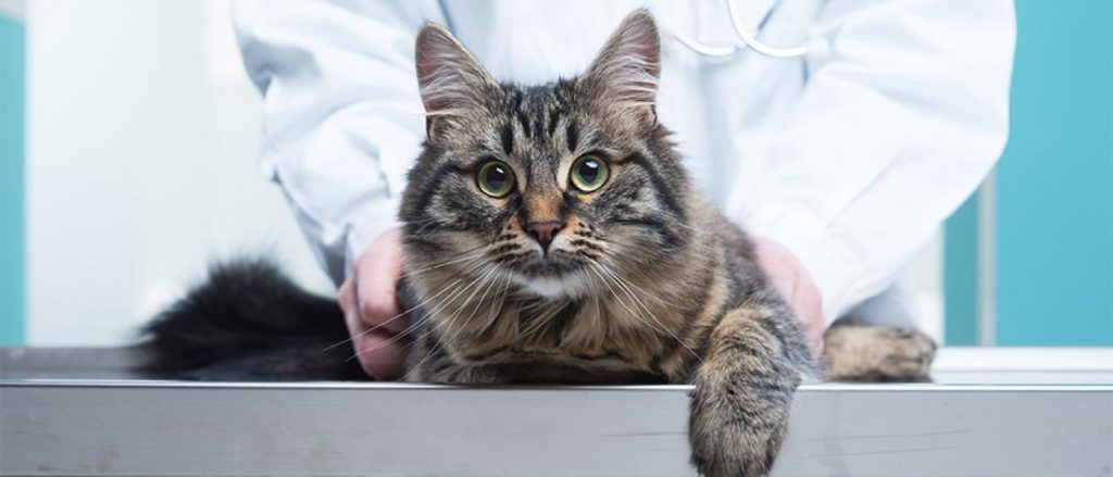 Cat at veterinarian