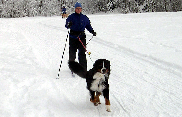 skijoring