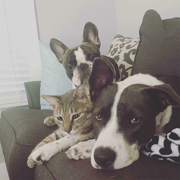 dogs and cat snuggling together