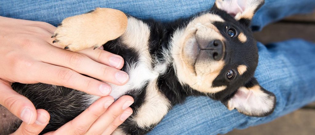 Small dog getting belly rub