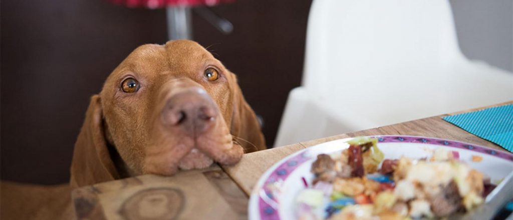 dog begging for food