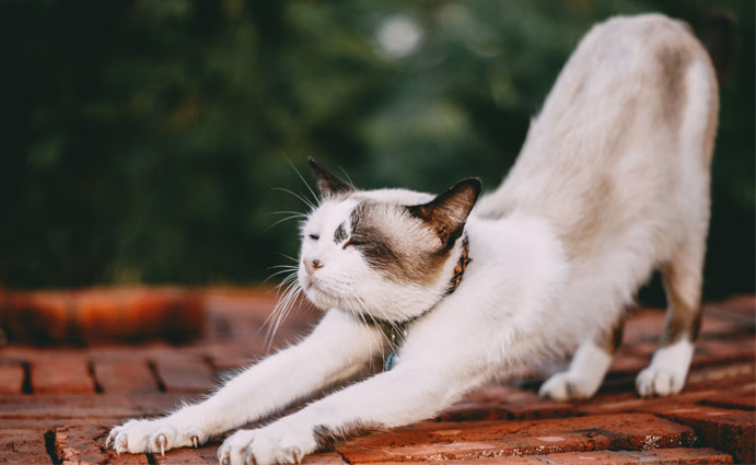 cat stretch