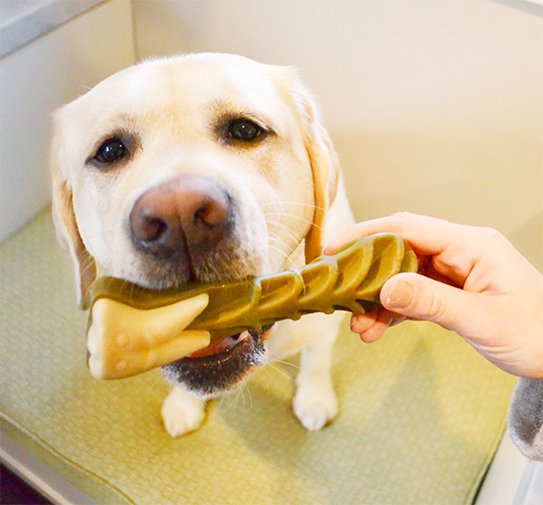 Labrador dog getting WHIMZEES dental treat