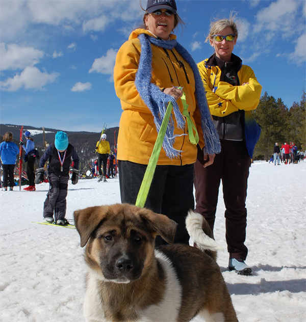 dog hiking and skiing