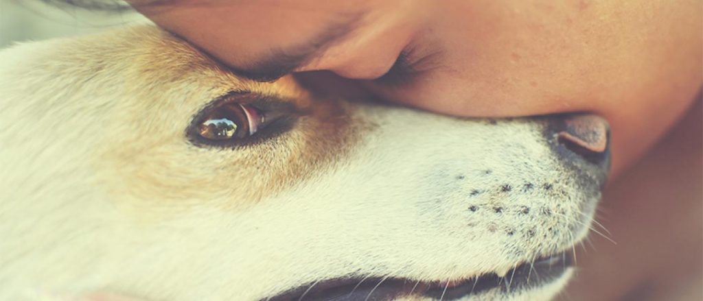 dog comforting woman