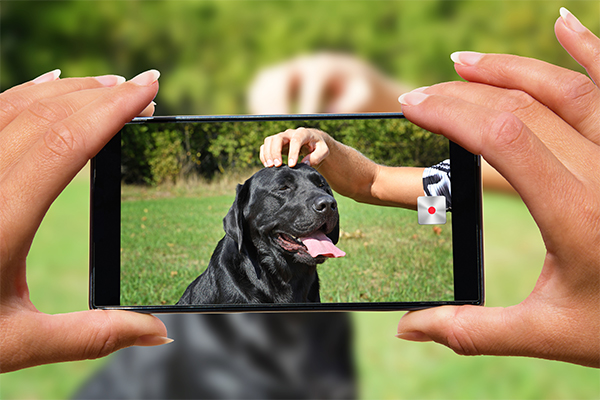 dog with camera phone