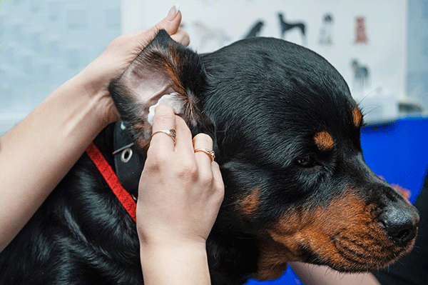 dog getting ear cleaned