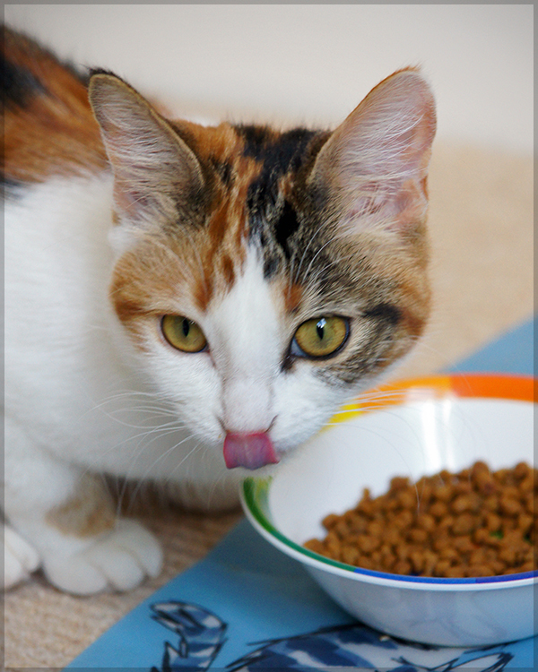 cat eating dry food