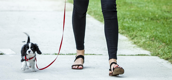 dog going for a walk