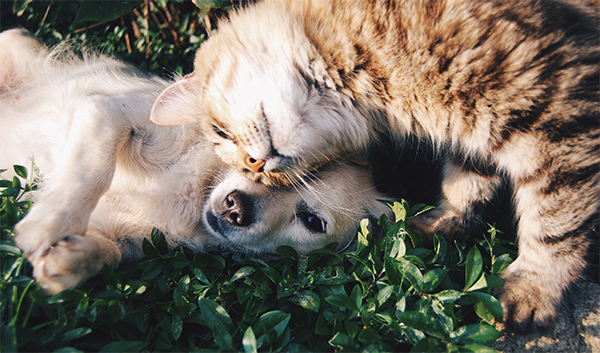 cat and dog snuggling