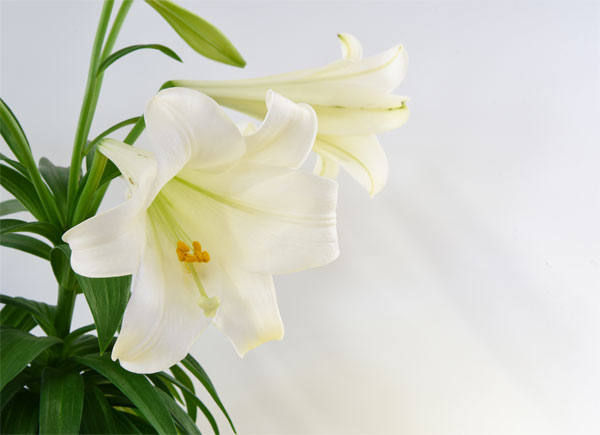 Easter lilies