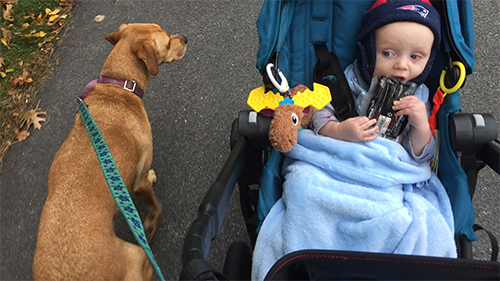 dog walking next to baby stroller