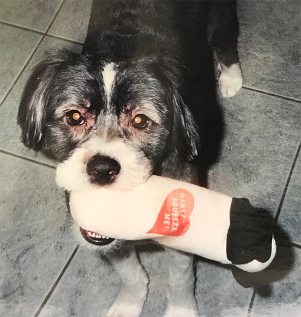 young dog with toy