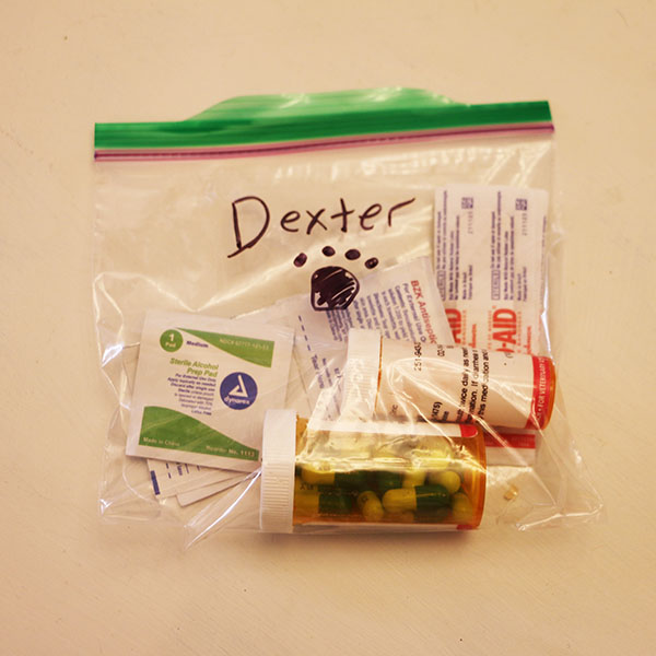 diy pet first aid kit