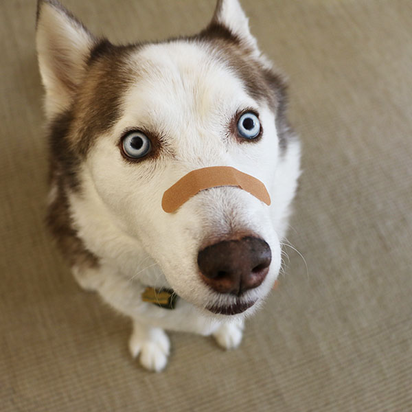 husky dog with bandage on nose