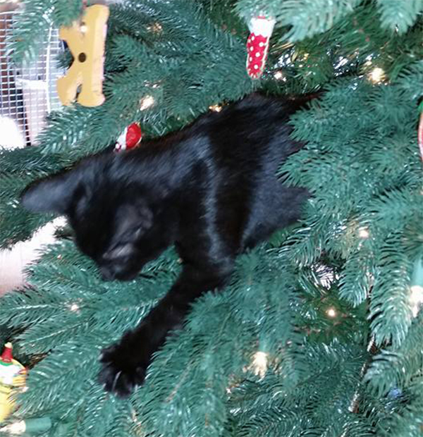 cat in christmas tree 4