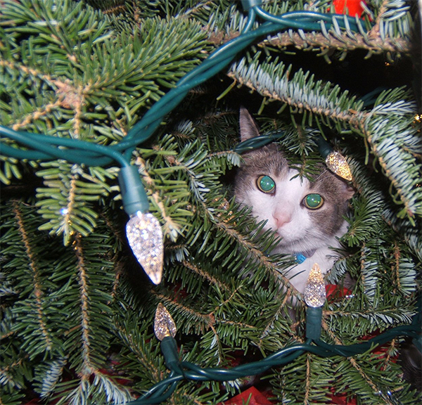 cat in christmas tree 9