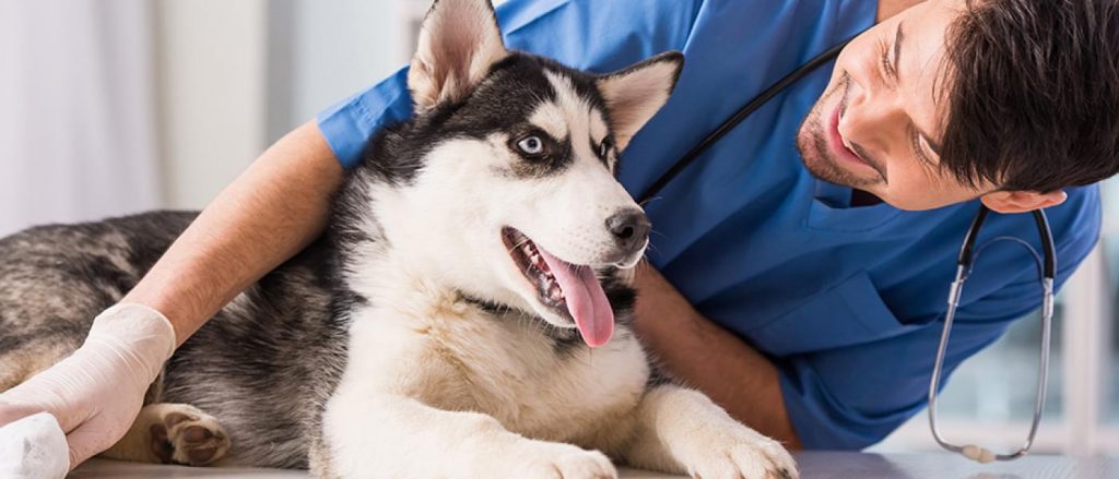 Husky dog at the vet