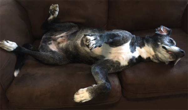senior dog lying on couch