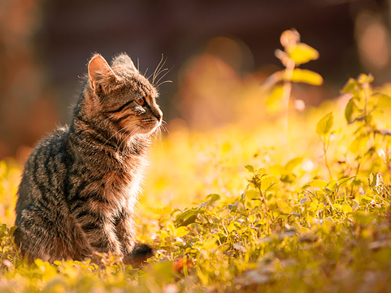 cat outdoors