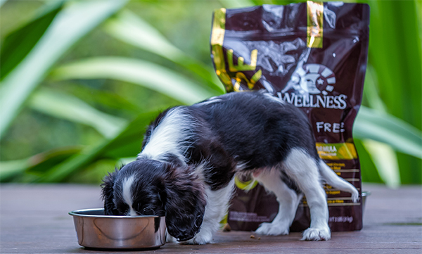 puppy eating Wellness CORE Puppy Food