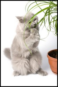 cat eating plant