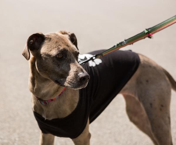 johnny cupcakes dog shirt