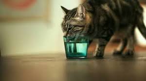 cat drinking from water glass