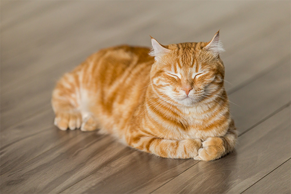 orange cat purring