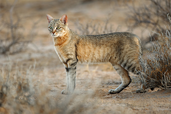 African Wildcat