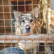 Adopt a Shelter Pet: Dog in crate