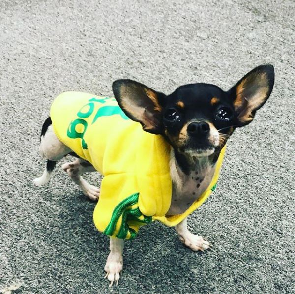 Frida the Chihuahua dressed up