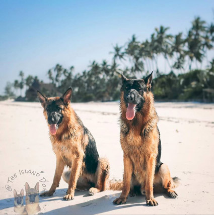 german shepherds