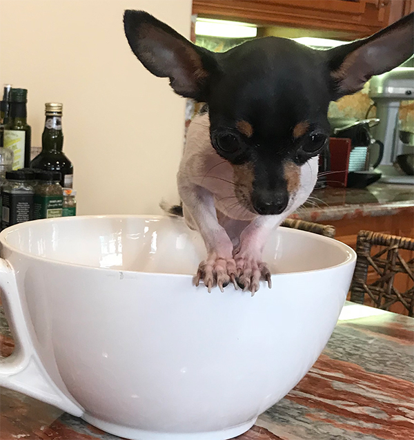Frida the Chihuahua in a teacup