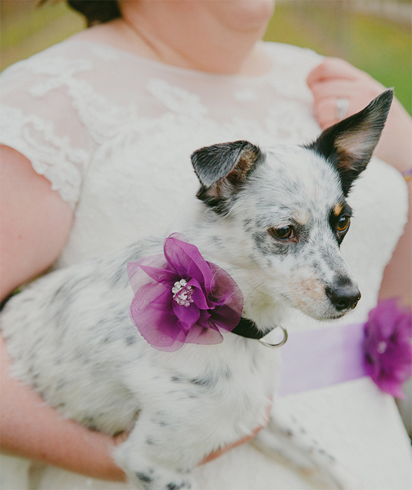 adopted dog at wedding