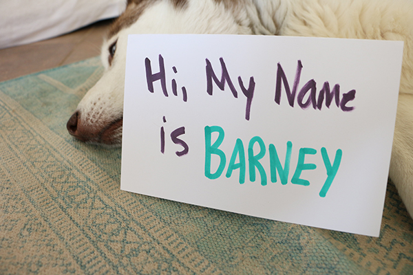 how to choose a name for your pet