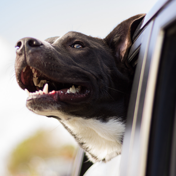 pit bull in car