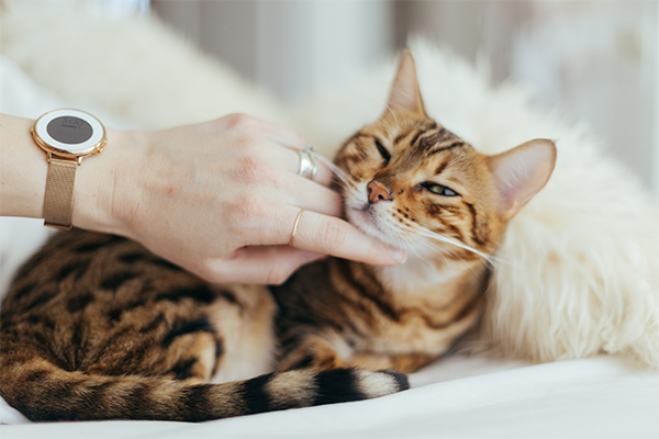 cat snuggling with person