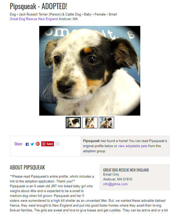 petfinder profile