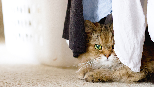 cat in closet