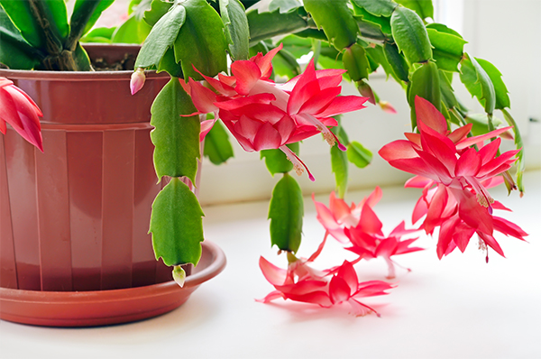 christmas cactus pet safe