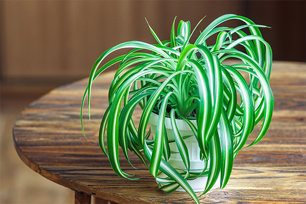 spider plant pet safe plants