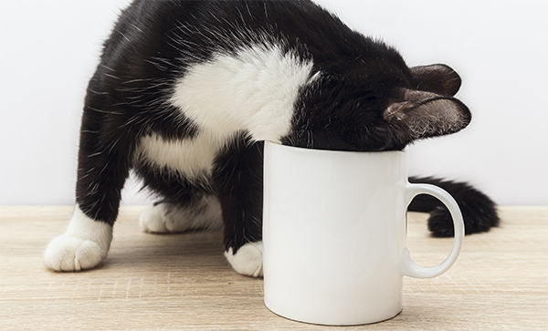 cat with head in mug