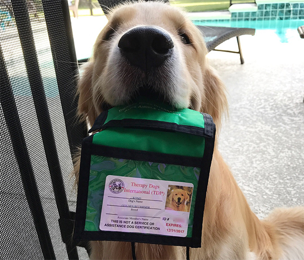 Kono therapy dog